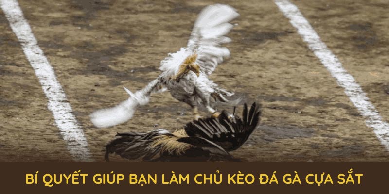 Bí quyết giúp bạn làm chủ kèo cá cược đá gà cựa sắt