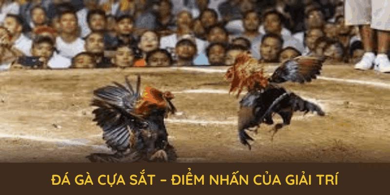 Đá gà cựa sắt – điểm nhấn của giải trí trực tuyến hiện đại