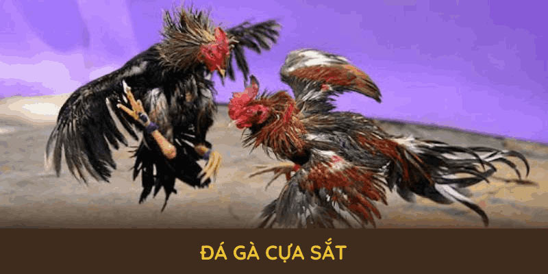 Đá Gà Cựa Sắt