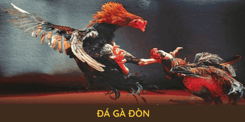 Đá Gà Đòn