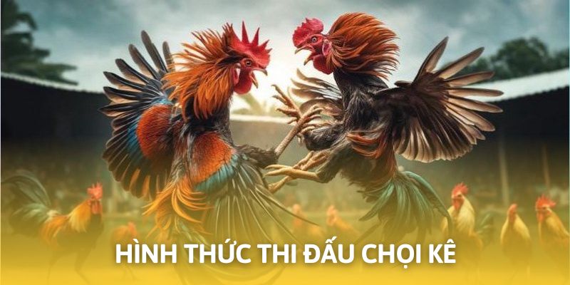 Điểm danh những kèo cược phổ biến nhất trên sảnh gà chọi