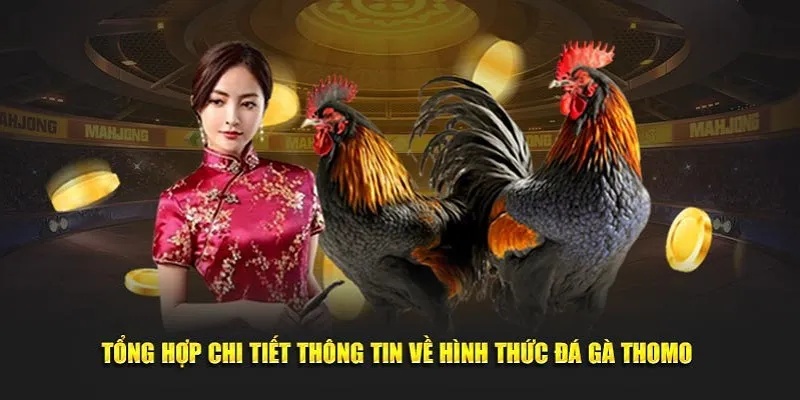 Vài nét về đá gà thomo đang hot trên làng bạc