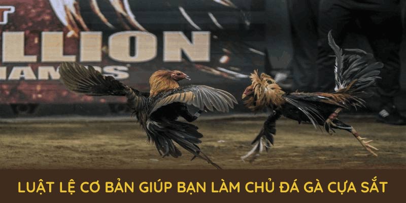 Luật lệ cơ bản giúp bạn dễ dàng làm chủ đá gà cựa sắt